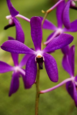 Purple Orchid