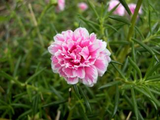 Japanese Rose Flower