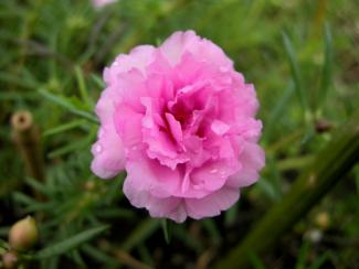 Japanese Rose Flower