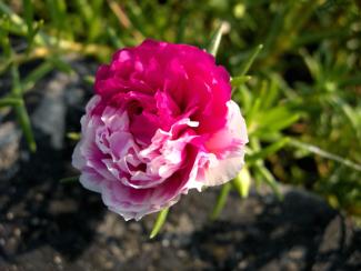 Japanese Rose Flower